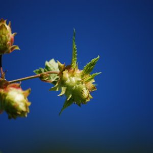 Hop_Garden_150