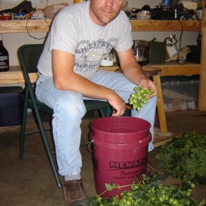 pickinHops