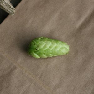 Freshhopcone