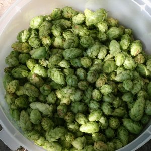Slightlyoverripehopcones