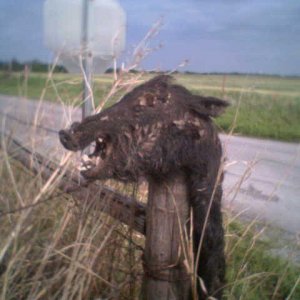 boars_head