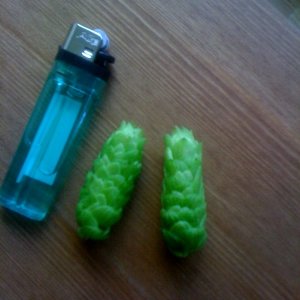 hops2009