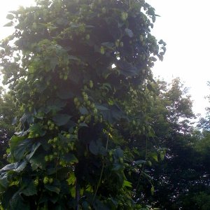 hops2009