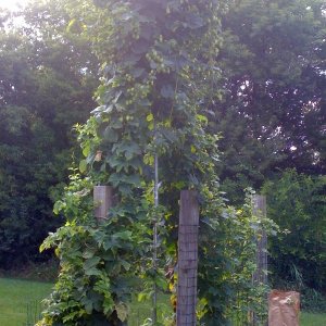 hops2009