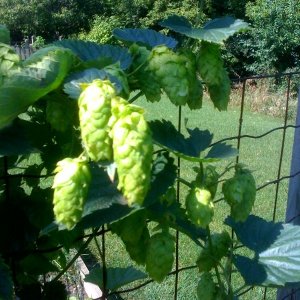 hops2009
