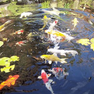 fishsies