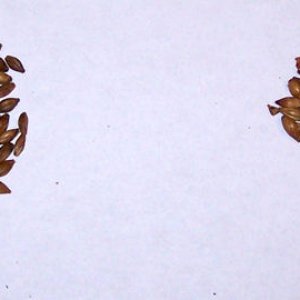 grains1