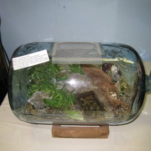 CarboyTerarrium