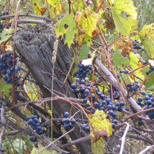 Wild_Grapes