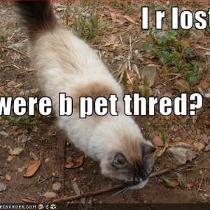 LostKittay