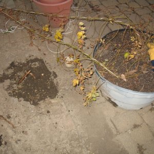 picture_0402
