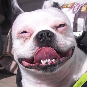 Dieselthedog