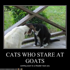 funny-pictures-cat-stares-at-goat