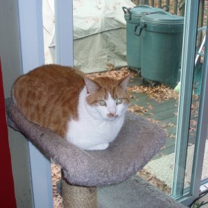 BrewCatMurphy