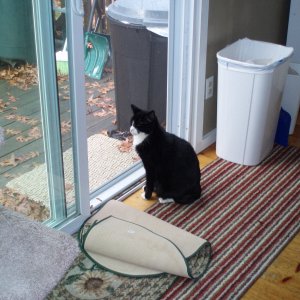 BrewCatBootsieCollins