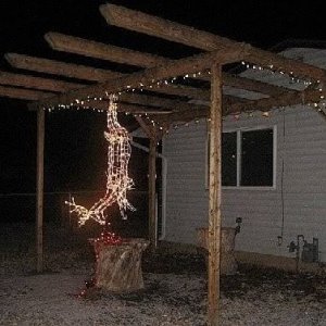deer1