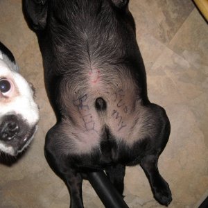 AbusedPug