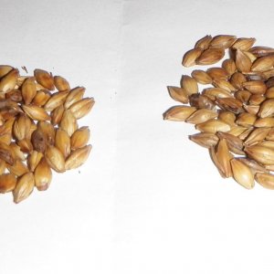 homemadecrystalmalt