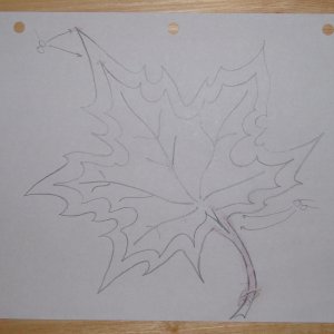 maple
