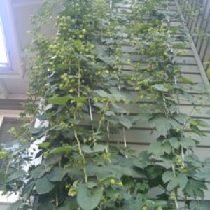 HopVines