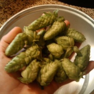 CascadeCones
