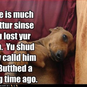 funny-dog-pictures-job-butthed