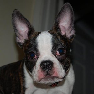oscarface2