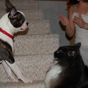 staredown