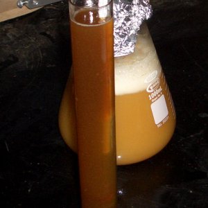 RoggenbierDecoction