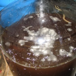 BeerInfection
