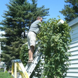 SecondyeargrowthforNorthernBrewerampChinook