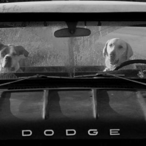 drivingdogsbw
