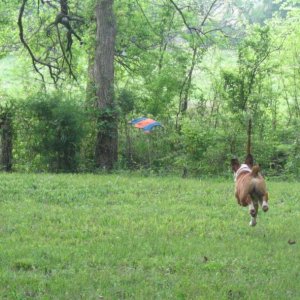 dogs008