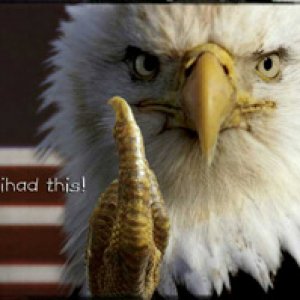 eagle_bmp