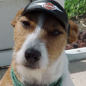 JakeTheHopDog