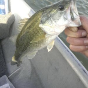 bass