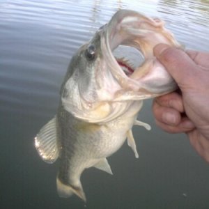 bass2