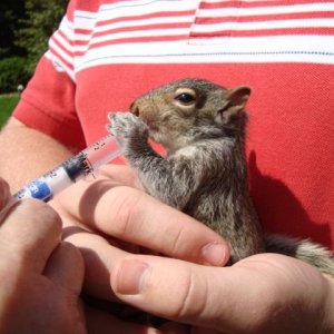 squirrel