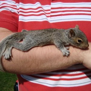 Squirrel_about_to_fall_asleep