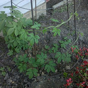 4512979984_f9ca92c0ea_m