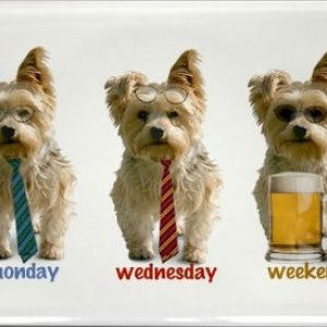 yorkie