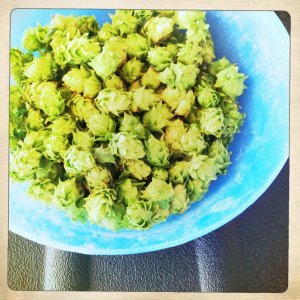 wet hopping my "homegrown IPA"
