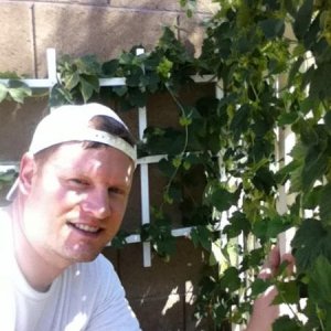Harvesting a few ounces of cascade hops