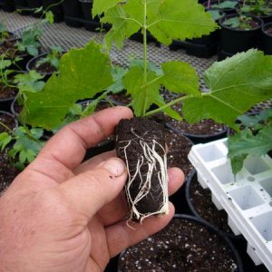 Typical Hop Plug Week 4