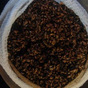 Spent grains