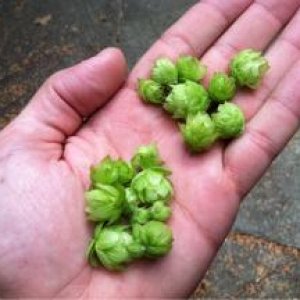 First year hop growth