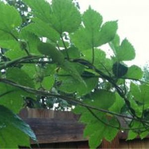 First year hop growth