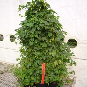 A picture of a typical "6 pack" of Cascade hops before processing for crowns. Note they are already producing cones!