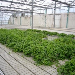 Pic of our ebb-flow facility with some contract hop starts rooting.