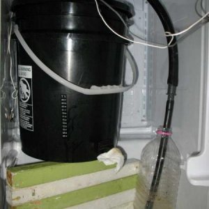 Fermenter with blowover in the bar fridge.